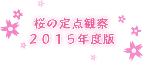 桜の定点観察 2015年度版